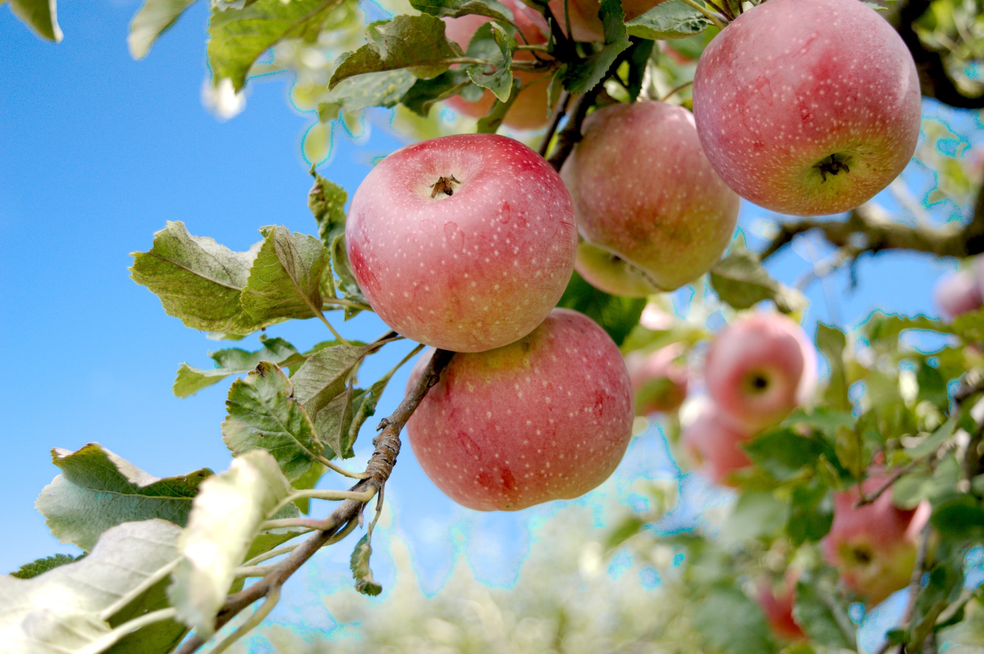 appels foto van bozhin karaivanov op unsplash